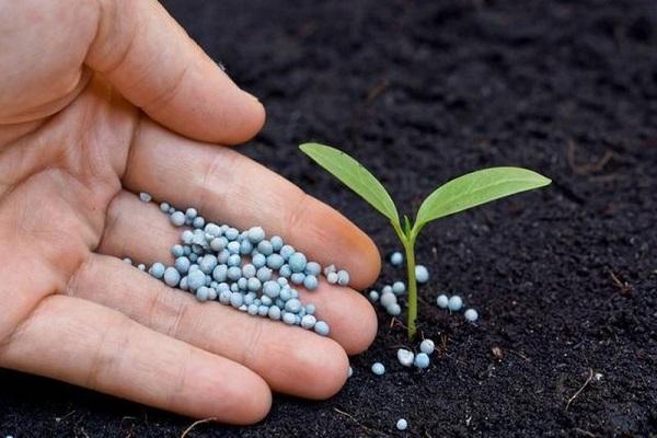 grânulos de fertilizante