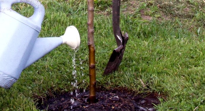 den Apfelbaum gießen