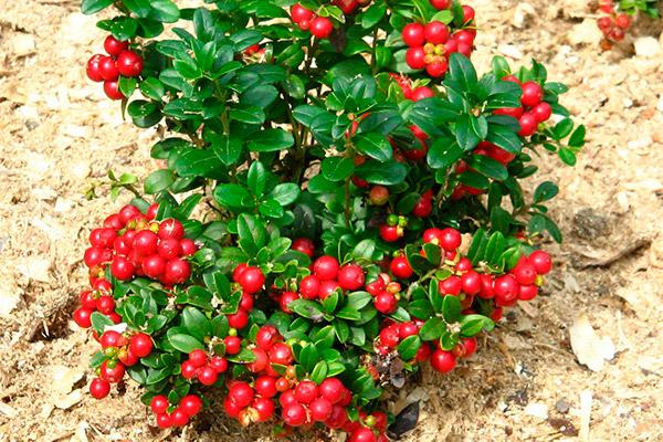 lingonberry θάμνος