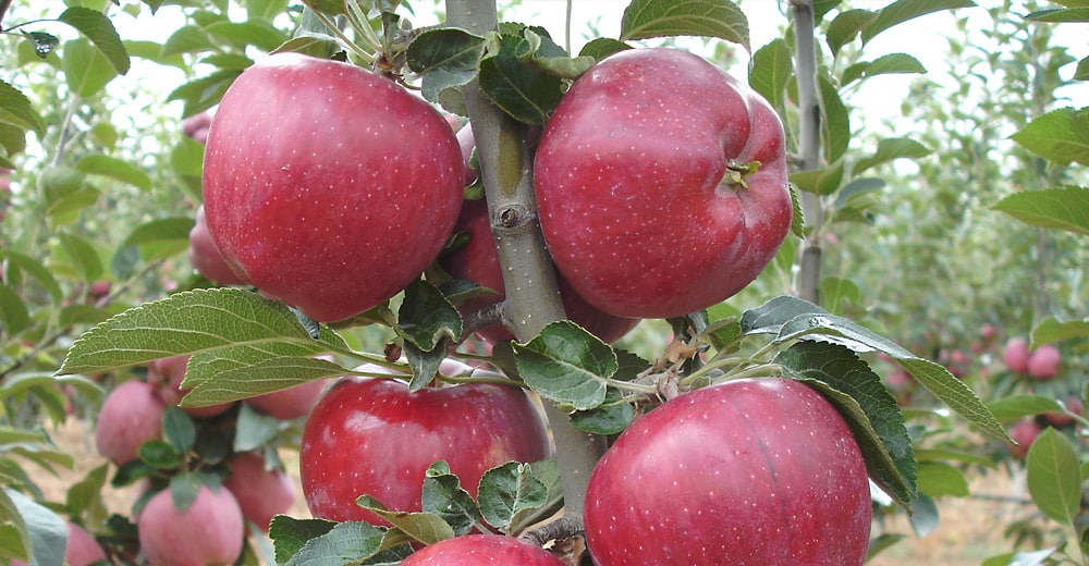 Äpfel roter Chef