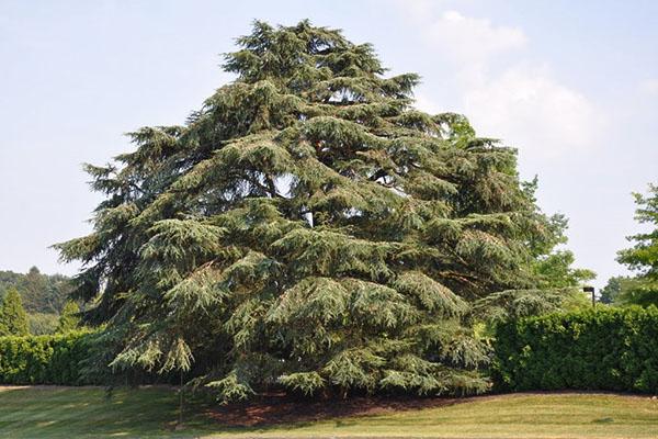 riesiger Baum
