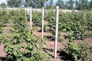 Wie man ein Gitter zum Binden von Brombeeren mit eigenen Händen macht und es richtig bindet