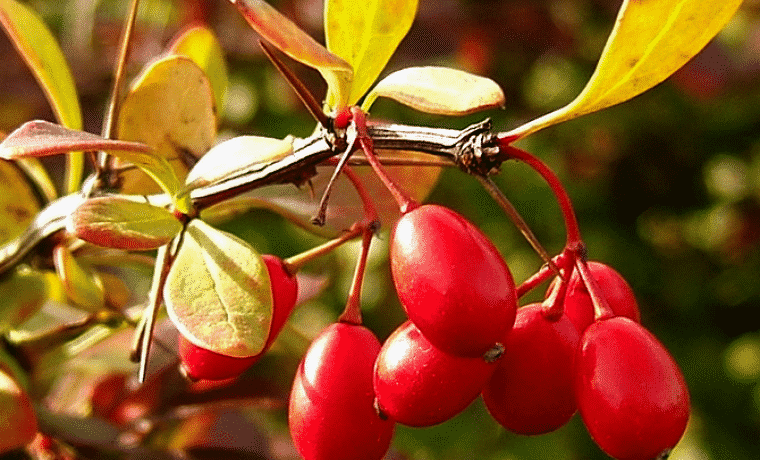 pruning barberry