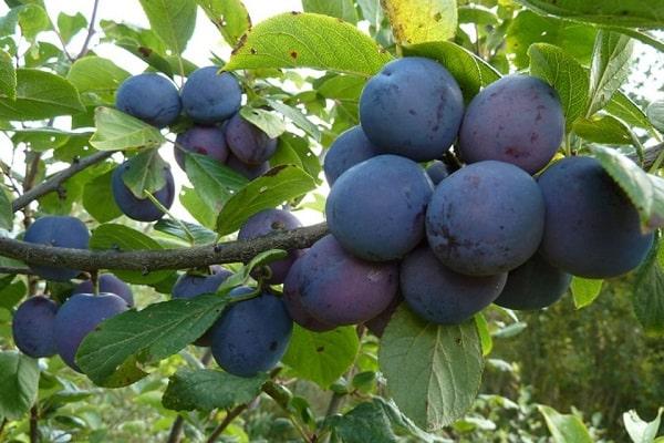 perfect berry