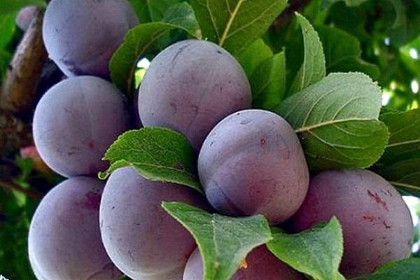 καρποφόρα φρούτα