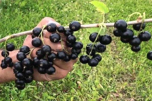 Brombeere