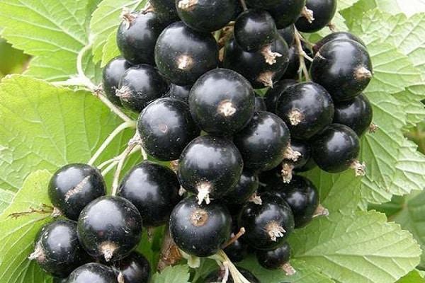 Johannisbeeren wachsen
