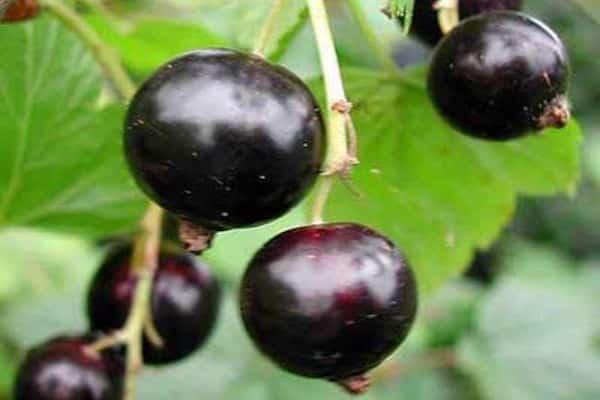 Riesenbeere