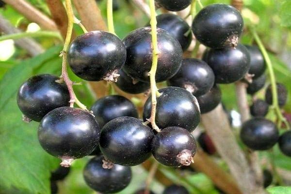 große Beeren