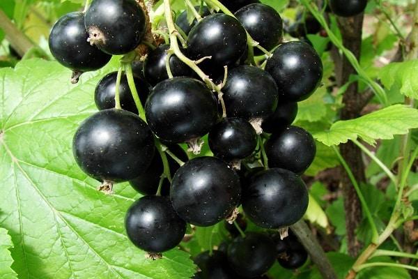 Beere auf den Büschen