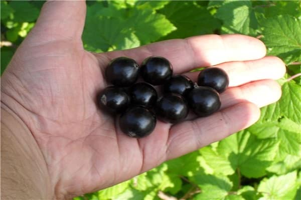 schwarze Kugeln