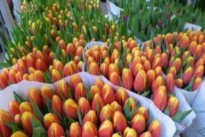 Description and characteristics of the best and new varieties of tulips