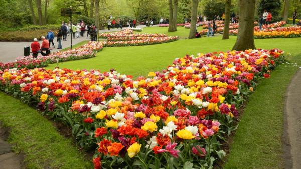 como é lindo plantar tulipas Design