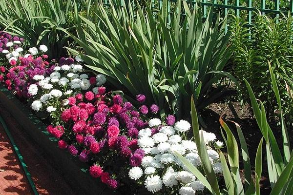 Blumenbeet