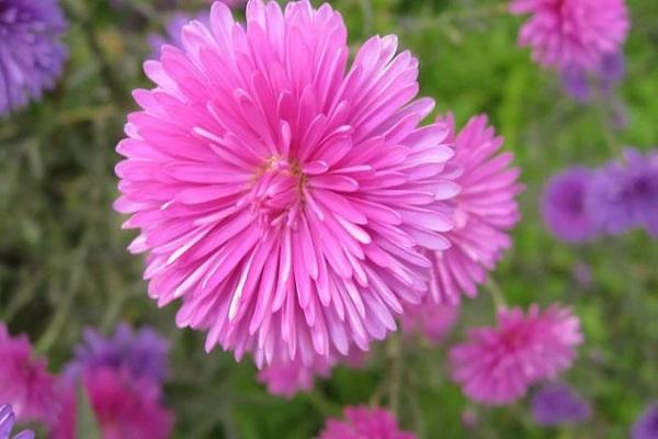 helle Blume