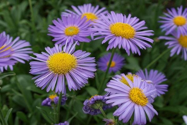 Blüte in einem Blumenbeet