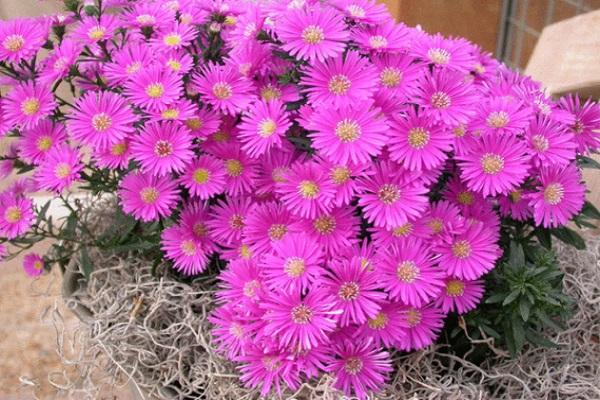 Blumenbeet Rahmung