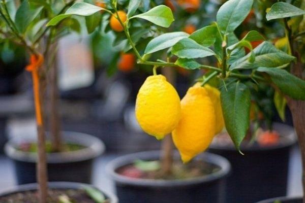 citrus træer