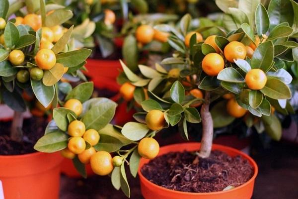 mini citron