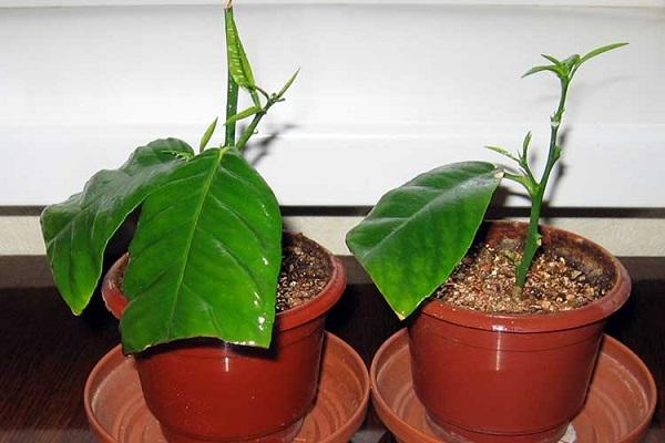 plant stiklinger