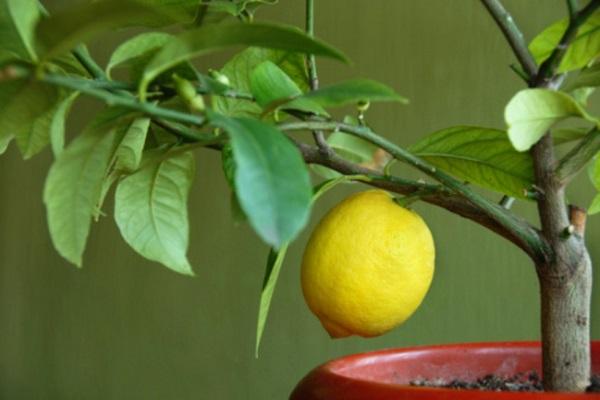 stor citron
