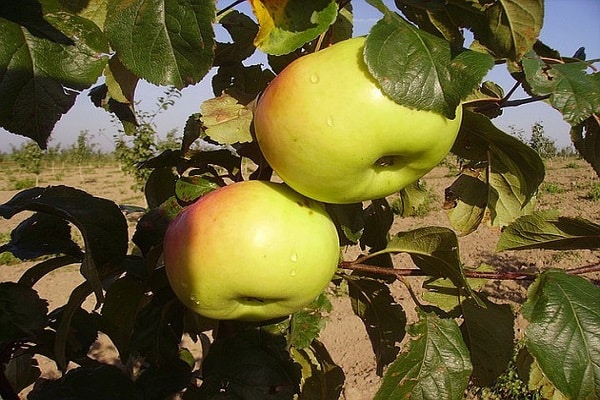 vườn cây