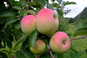 Características e descrição da macieira Imrus, cultivo, plantio e cuidados