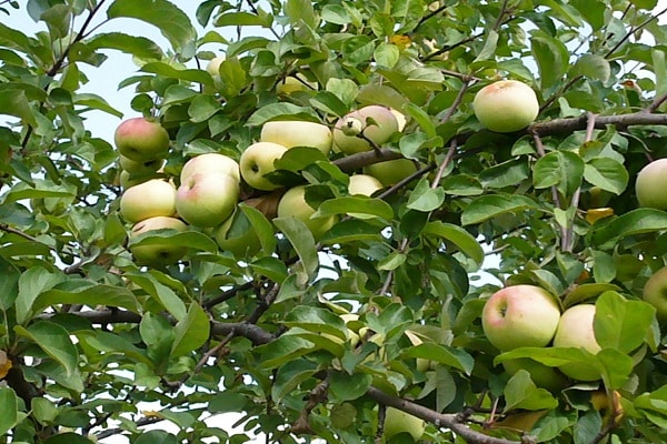 những chiếc lá xanh