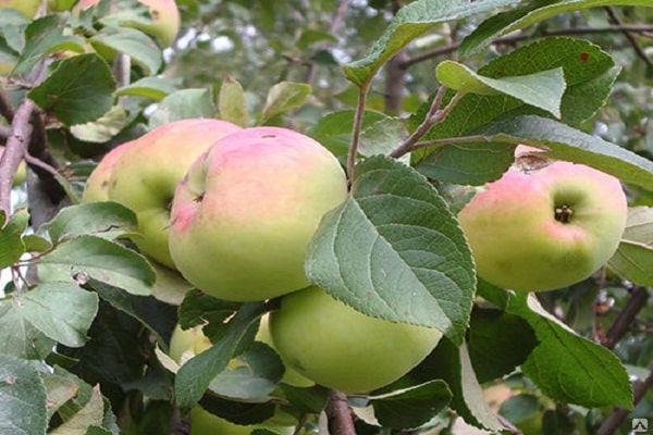 chín của trái cây