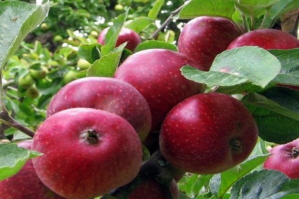 red apples