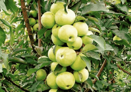 Apfelbaum Baby