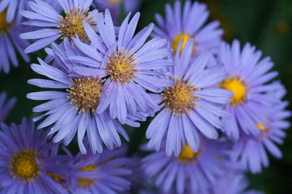 alp aster