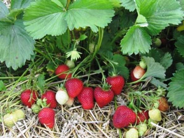 paillage de fraises