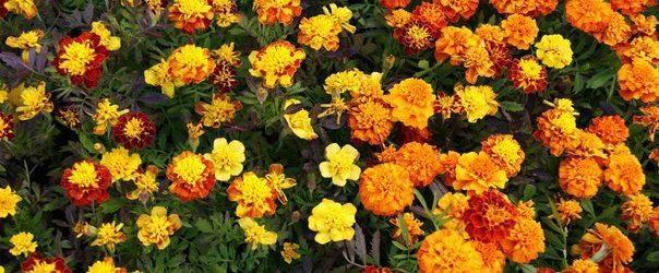 Blumen Ringelblume