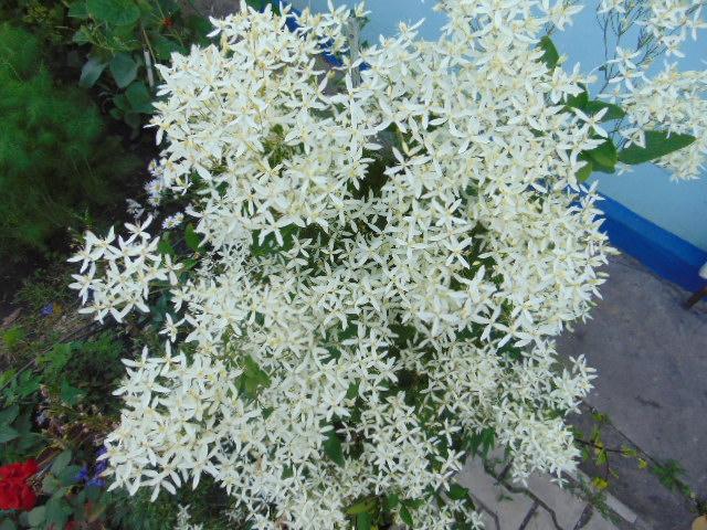 clematis sticklingar