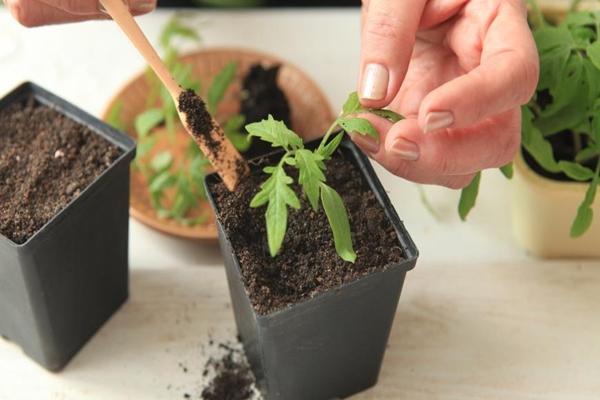 Plantar tomates cedo