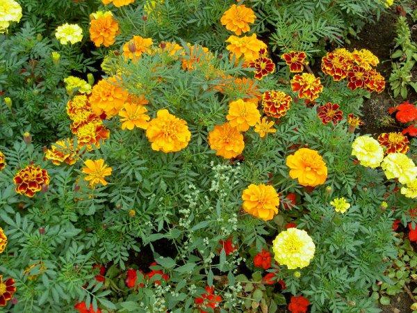 verschiedene Ringelblumen