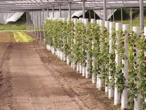 strawberries in tubes