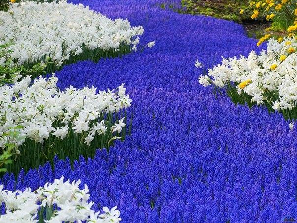 vackra blommor