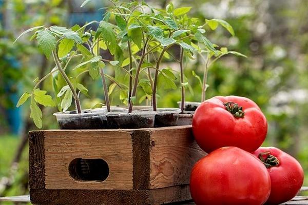 tomates e mudas