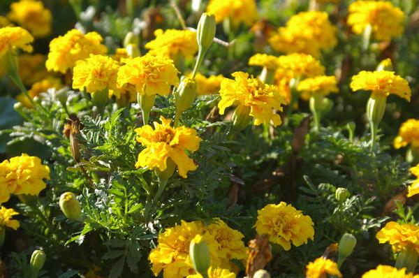 gelbe Blumen