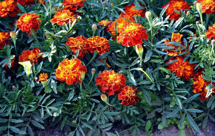 Blumenbeet von Ringelblumen