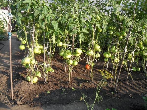 Plantando tomates em terreno aberto