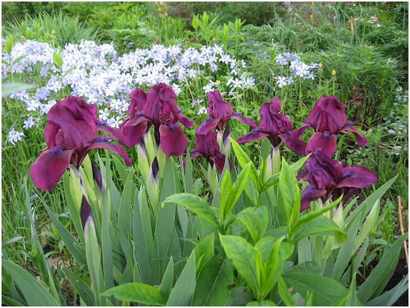 olika iris