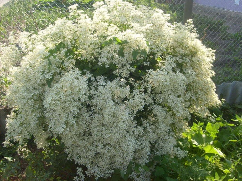 klematis brinnande