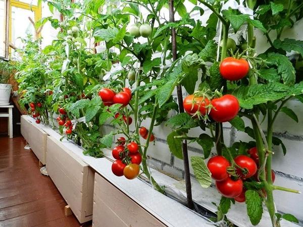 Cultivo de tomate em casa