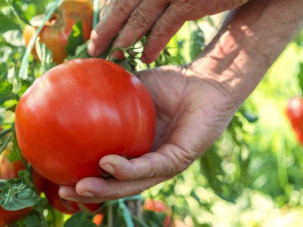 Variedade de tomate colhida na Sibéria