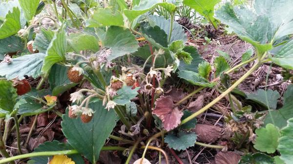 morango arbusto