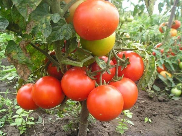 Variedade de tomate para a região de Moscou