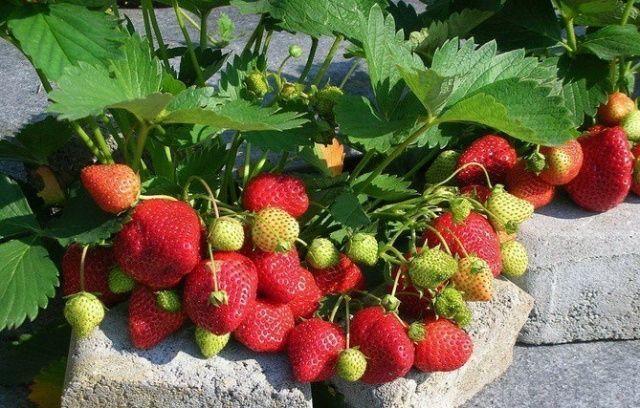 morango arbusto